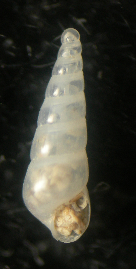 eulimella